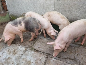 Grăsuni de vânzare  - imagine 2