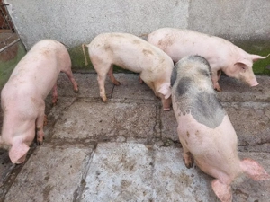 Grăsuni de vânzare  - imagine 5