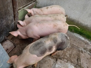 Grăsuni de vânzare  - imagine 3