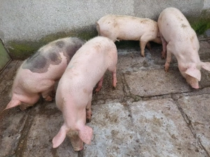 Grăsuni de vânzare  - imagine 4