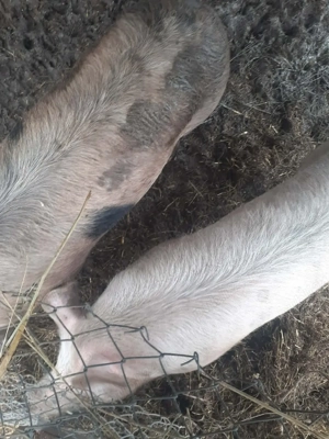  Vând porci de 120kg 13lei kg  - imagine 2