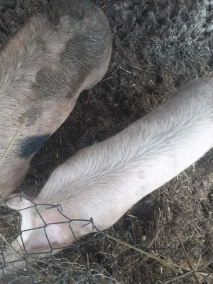  Vând porci de 120kg 13lei kg  - imagine 3