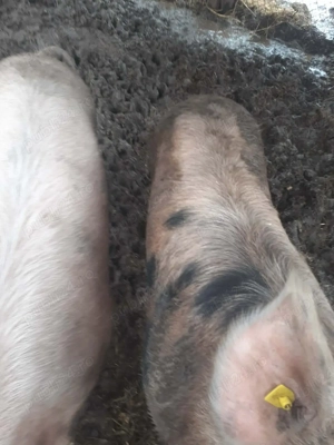  Vând porci de 120kg 13lei kg 