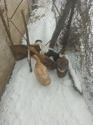 Vând rațe măcănitoare 