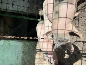 De vânzare purcei de tara