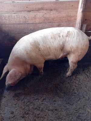 Vand purcica de rasa - imagine 2