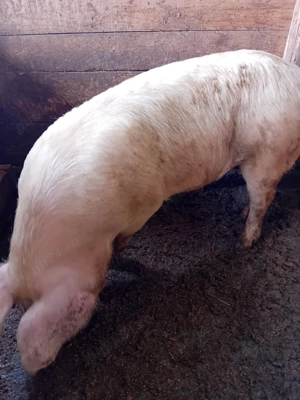 Vand purcica de rasa