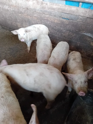 Vand purcele de rasa