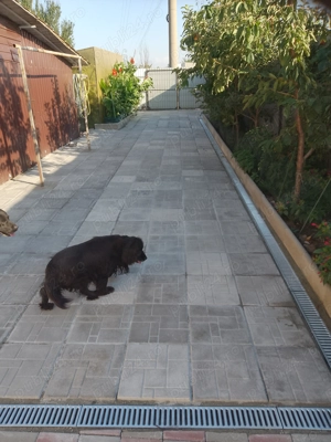 Pavaje curti alei pietonale  - imagine 2