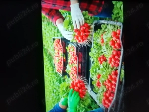 Angajam cupluri la  banda in Franta