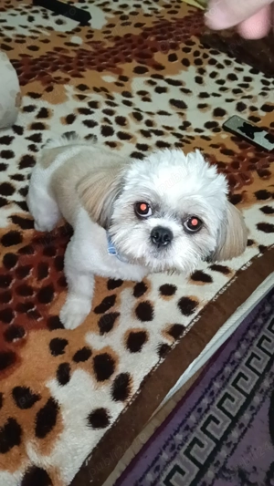 Vând Câine Shihtzu Băiat  - imagine 4