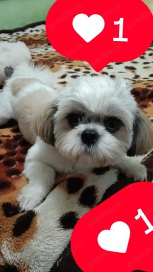 Vând Câine Shihtzu Băiat  - imagine 2