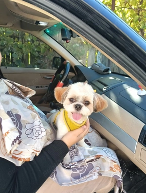 Vând Câine Shihtzu Băiat 