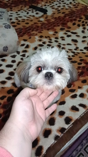 Vând Câine Shihtzu Băiat  - imagine 5