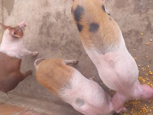 Vând 3 purcei de două luni 1000 de lei toți trei