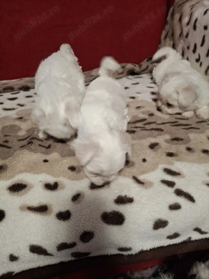 bison maltez Dâmbovița 