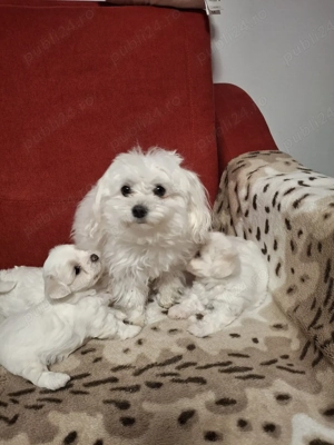 bison maltez Dâmbovița  - imagine 4