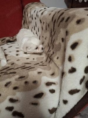 bison maltez Dâmbovița  - imagine 3