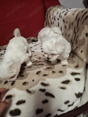 bison maltez Dâmbovița  - imagine 3