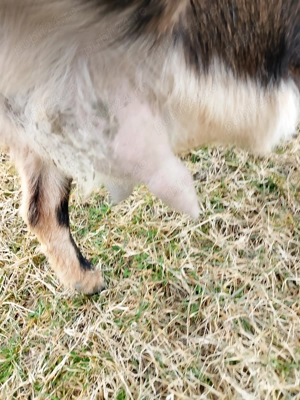 Vînd capră de fătat Anglia nubian - imagine 3