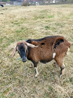 Vînd capră de fătat Anglia nubian - imagine 4
