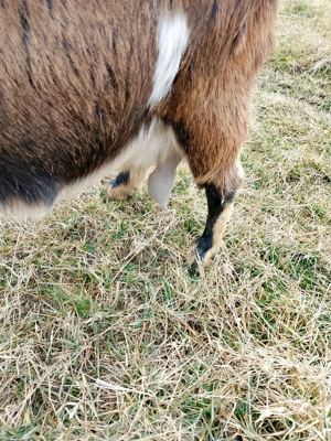 Vînd capră de fătat Anglia nubian