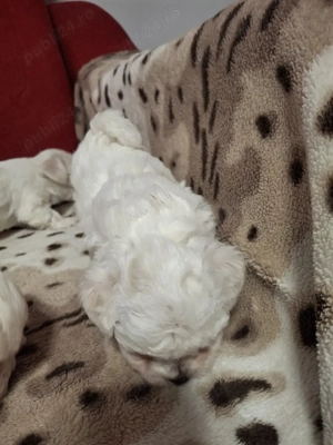 bison maltez Dâmbovița  - imagine 2