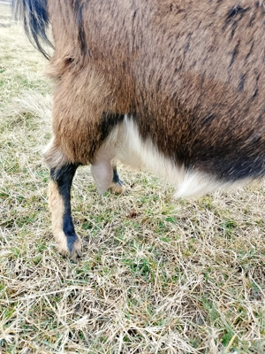 Vînd capră de fătat Anglia nubian - imagine 2