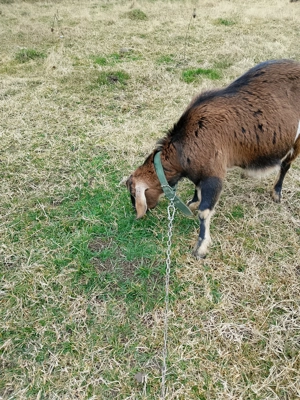 Vînd capră de fătat Anglia nubian - imagine 5