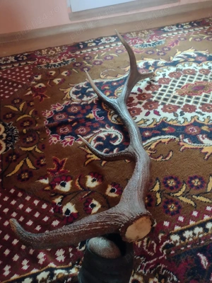 vand   CORN      110 cm original 5raze