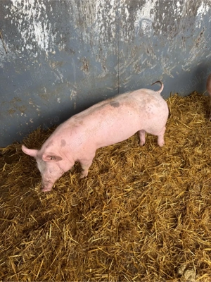 vand scrofita pietrain - imagine 4