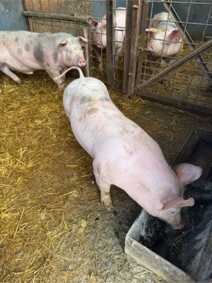 vand scrofita pietrain - imagine 2