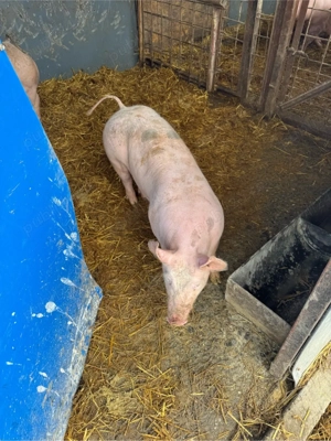 vand scrofita pietrain