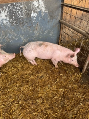 vand scrofita pietrain - imagine 5