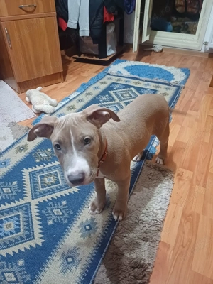 Vând câine Amstaff  - imagine 2