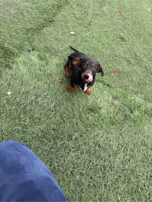 teckel pitic femela - imagine 4