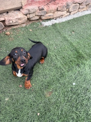 teckel pitic femela - imagine 5