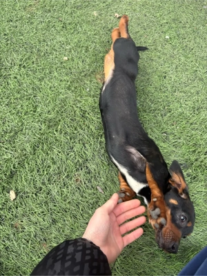 teckel pitic femela - imagine 2