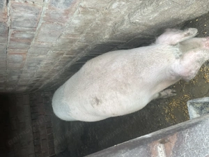 Porci crescuți în gospodărie  - imagine 2