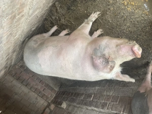 Porci crescuți în gospodărie 
