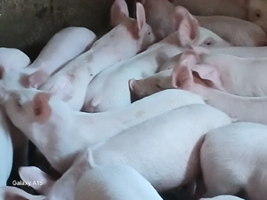 Vând purcei - imagine 3