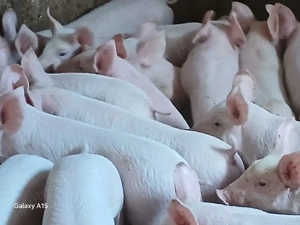 Vând purcei - imagine 2