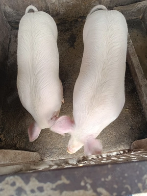 Porc de carne  - imagine 3