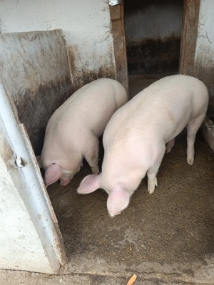 Porc de carne  - imagine 2