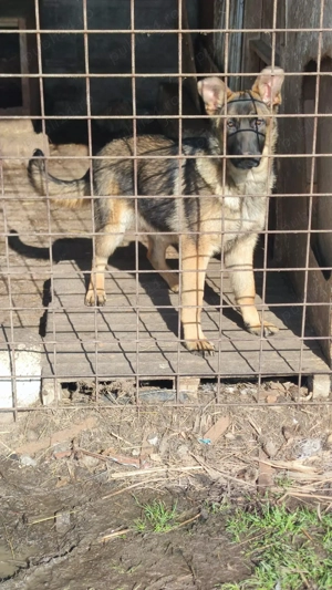 ciobanesc german - imagine 4