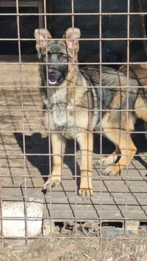 ciobanesc german - imagine 2