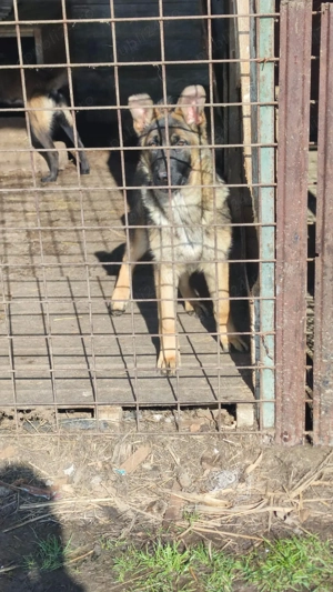 ciobanesc german - imagine 3