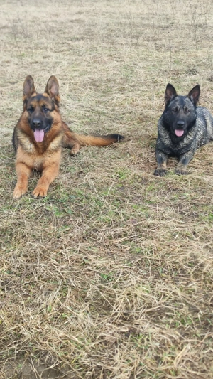 ciobanesc german - imagine 5