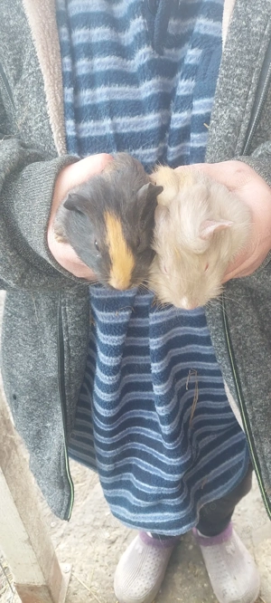 vând purceluși de guineea  - imagine 2