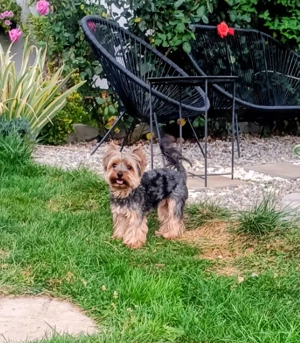 Yorkshire Terrier Mini - imagine 5